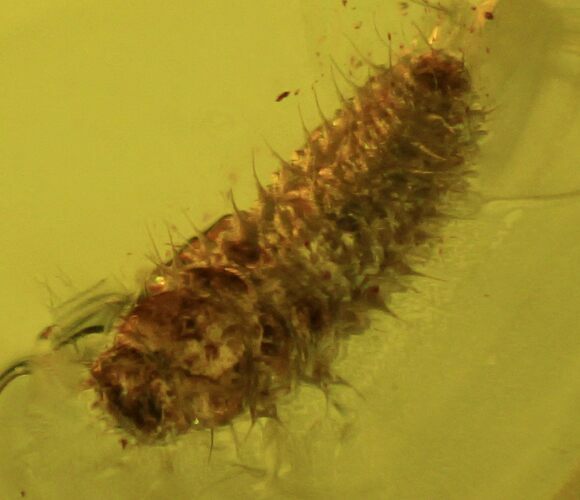 Small Fossil Beetle Larva (Coleoptera) In Baltic Amber #50600